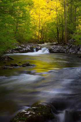 Picture of TENNESSEE GREAT SMOKY MOUNTAINS NATIONAL PARK-LITTLE RIVER