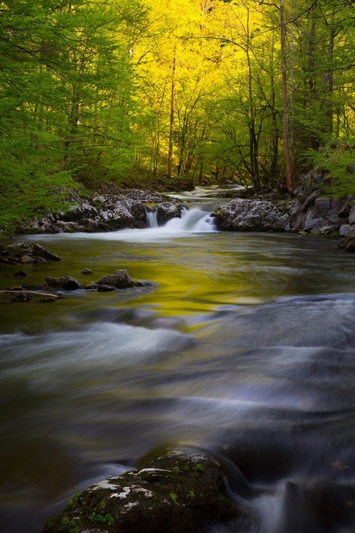 Picture of TENNESSEE GREAT SMOKY MOUNTAINS NATIONAL PARK-LITTLE RIVER