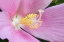 Picture of GEORGIA-SAVANNAH CLOSE-UP OF HIBISCUS FLOWER