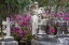 Picture of GEORGIA-SAVANNAH-BONAVENTURE CEMETERY IN THE SPRING WITH AZALEAS IN BLOOM