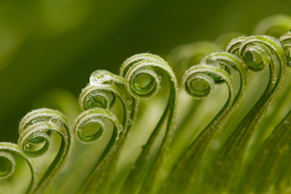 Picture of GEORGIA-SAVANNAH SAGO PALM NEW GROWTH