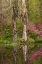 Picture of SOUTH CAROLINA-CHARLESTON AZALEAS BLOOMING ALONG PONDS EDGE AT MAGNOLIA GARDENS
