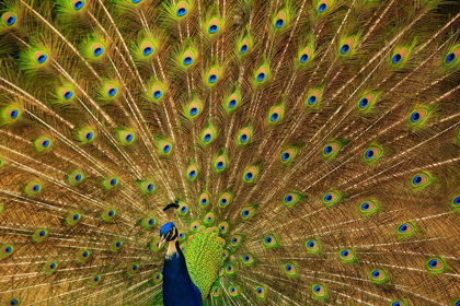 Picture of SOUTH CAROLINA-CHARLESTON PEACOCK DISPLAYING SPRING TAIL FEATHERS
