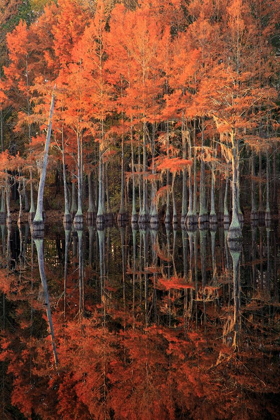 Picture of GEORGIA-CYPRESS TREES WITH REFLECTIONS IN THE FALL