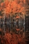 Picture of GEORGIA-CYPRESS TREES WITH REFLECTIONS IN THE FALL