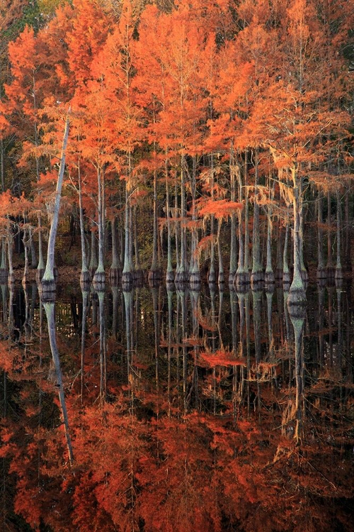 Picture of GEORGIA-CYPRESS TREES WITH REFLECTIONS IN THE FALL