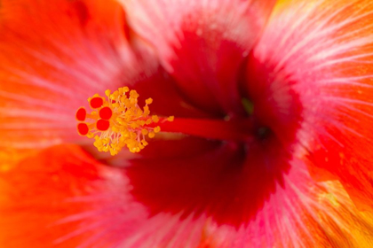 Picture of GEORGIA-SAVANNAH CLOSE-UP OF HIBISCUS IN THE SPRING