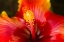 Picture of GEORGIA-SAVANNAH CLOSE-UP OF A HIBISCUS,