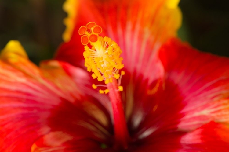 Picture of GEORGIA-SAVANNAH CLOSE-UP OF A HIBISCUS,