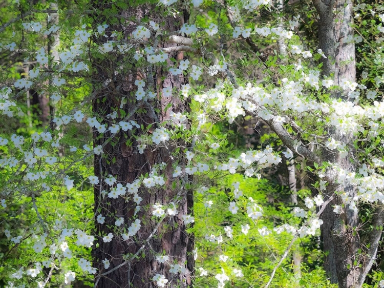 Picture of GEORGIA-CALLAWAY GARDENS SPRINGTIME