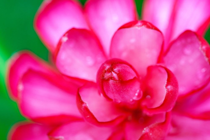 Picture of HAWAII-KAUAI GINGER FLOWER ABSTRACT