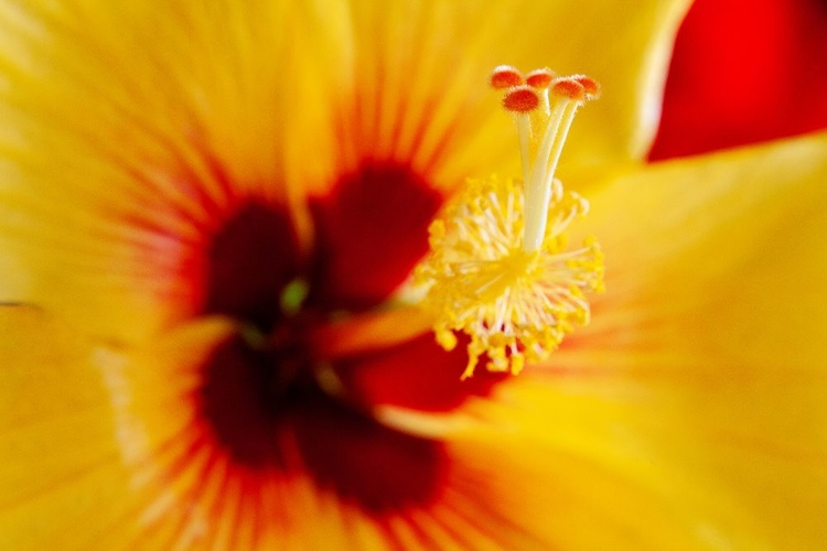 Picture of HAWAII-KAUAI DETAIL OF HIBISCUS FLOWER