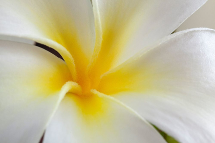 Picture of HAWAII-KAUAI DETAIL OF A PLUMERIA FLOWER