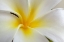 Picture of HAWAII-KAUAI DETAIL OF A PLUMERIA FLOWER