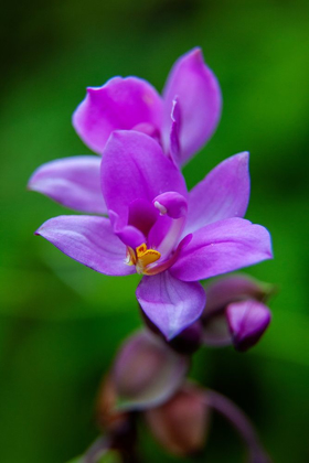 Picture of HAWAII-KAUAI CLOSE-UP OF WILD ORCHID FLOWER