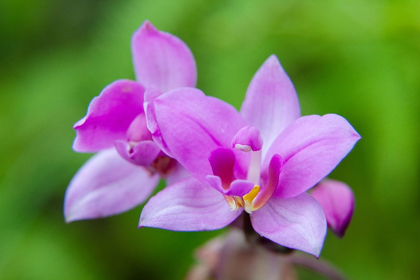 Picture of HAWAII-KAUAI CLOSE-UP OF WILD ORCHID FLOWER