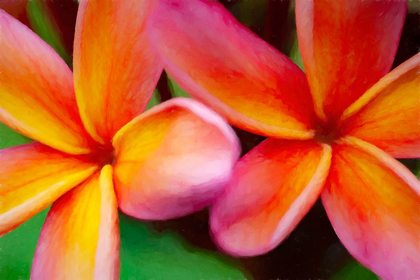 Picture of HAWAII-KAUAI ABSTRACT OF PLUMERIA FLOWERS