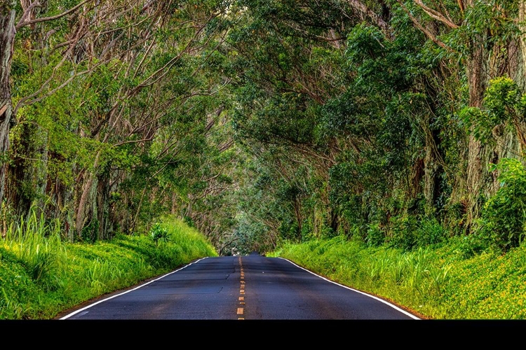 Picture of TREE TUNNEL OF EUCALYPTUS TREES LINE MALIUHI ROAD NEAR KOLOA IN KAUAI-HAWAII-USA