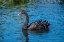 Picture of BLACK SWAN