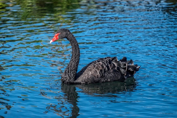 Picture of BLACK SWAN