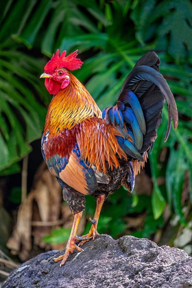 Picture of FERAL ROOSTER-KAUAI-HAWAII-USA