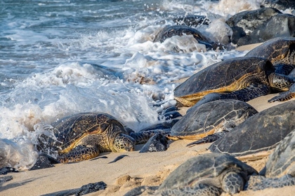 Picture of GREEN SEA TURTLES-MAUI-HAWAII-USA