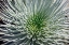 Picture of HALEAKALA SILVERSWORD-MAUI-HAWAII-USA