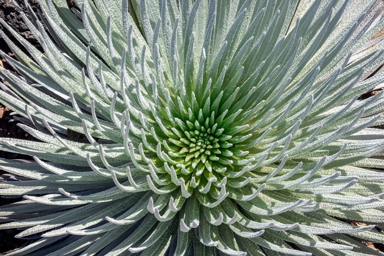 Picture of HALEAKALA SILVERSWORD-MAUI-HAWAII-USA