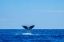 Picture of HUMPBACK WHALE TAIL