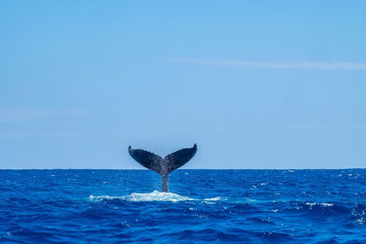 Picture of HUMPBACK WHALE TAIL