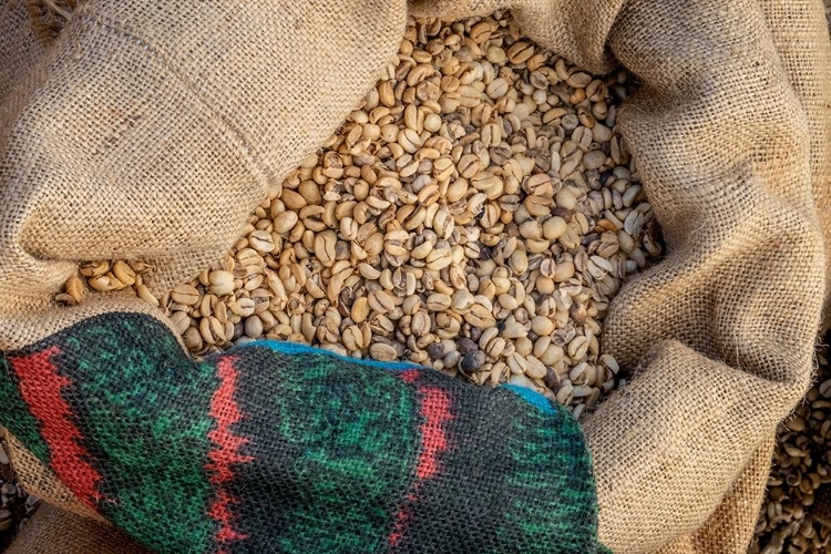 Picture of KAUAI COFFEE BEANS DRYING-KAUAI-HAWAII-USA