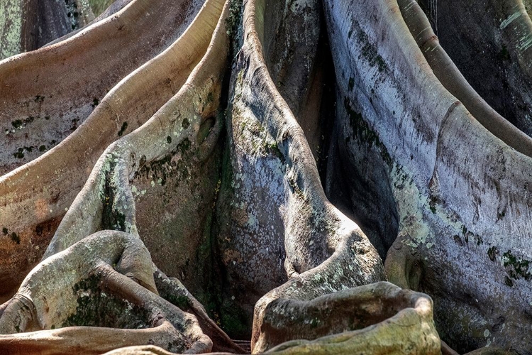 Picture of MORETON BAY FIG TREE-KAUAI-HAWAII-USA