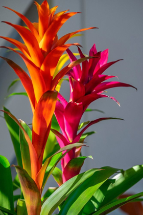 Picture of BROMELIAD