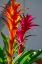Picture of BROMELIAD