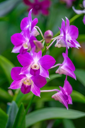 Picture of DENDROBIUM ORCHID