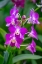 Picture of DENDROBIUM ORCHID