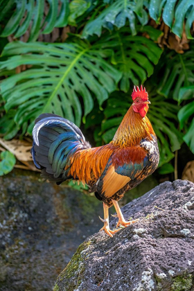 Picture of FERAL ROOSTER-KAUAI-HAWAII-USA