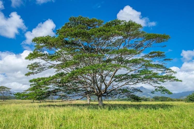 Picture of MONKEYPOD TREE-KAUAI-HAWAII-USA