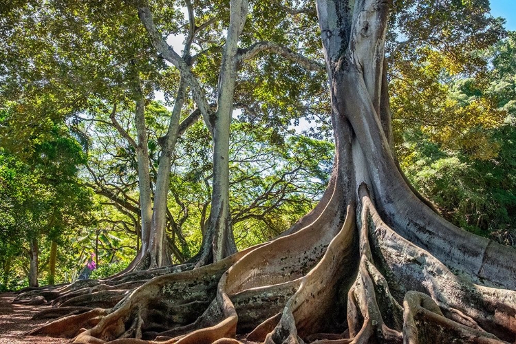 Picture of MORETON BAY FIG TREE-KAUAI-HAWAII-USA