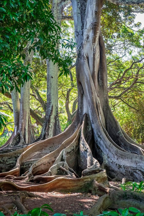 Picture of MORETON BAY FIG TREE-KAUAI-HAWAII-USA