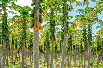 Picture of PAPAYA PLANTATION-KAUAI-HAWAII-USA