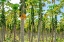 Picture of PAPAYA PLANTATION-KAUAI-HAWAII-USA