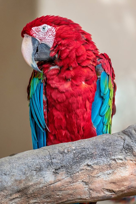 Picture of SCARLET MACAW