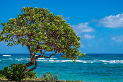 Picture of TREE OVERLOOKING POIPU BAY-KAUAI-HAWAII-USA