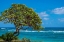 Picture of TREE OVERLOOKING POIPU BAY-KAUAI-HAWAII-USA