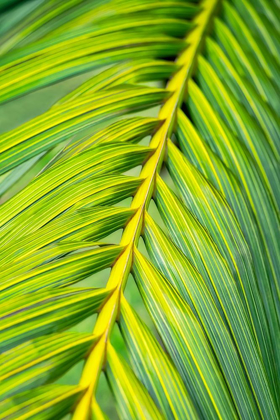 Picture of TROPICAL PALM
