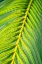 Picture of TROPICAL PALM