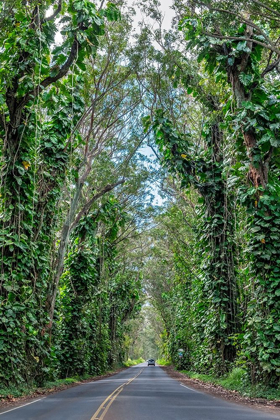 Picture of TUNNEL OF TREES-MALUHIA ROAD-KAUAI-HAWAII-USA