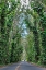 Picture of TUNNEL OF TREES-MALUHIA ROAD-KAUAI-HAWAII-USA