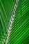 Picture of PALM FROND